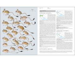 HANDBOOK OF THE MAMMALS OF THE WORLD. VOL. 7 RODENTS II 3