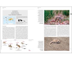 HANDBOOK OF THE MAMMALS OF THE WORLD. VOL. 7 RODENTS II 4