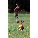 THE WAY OF THE HARE 4