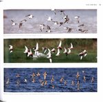 WADERS OF EUROPE. A PHOTOGRAPHIC GUIDE_1
