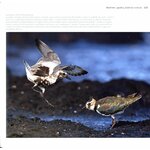 WADERS OF EUROPE. A PHOTOGRAPHIC GUIDE 3