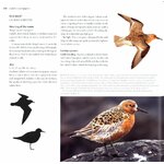 WADERS OF EUROPE. A PHOTOGRAPHIC GUIDE 4