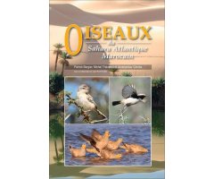 OISEAUX DU SAHARA ATLANTIQUE MAROCAIN   