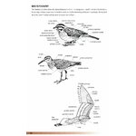 HELM FIELD GUIDES. BIRDS OF OMAN_1