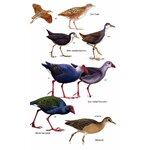 HELM FIELD GUIDES. BIRDS OF OMAN 3