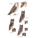 HELM FIELD GUIDES. BIRDS OF OMAN 4