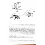 HELM FIELD GUIDES. BIRDS OF OMAN 6