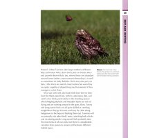 RSPB SPOTLIGHT: OWLS 3