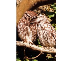 RSPB SPOTLIGHT: OWLS 4