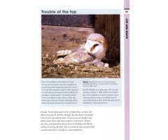RSPB SPOTLIGHT: OWLS 5
