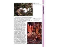 RSPB SPOTLIGHT: OWLS 6