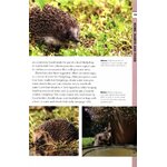 RSPB SPOTLIGHT: HEDGEHOGS 4