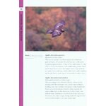 RSPB SPOTLIGHT: EAGLES_1