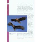 RSPB SPOTLIGHT: EAGLES 3