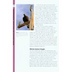RSPB SPOTLIGHT: EAGLES 5
