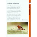 RSPB SPOTLIGHT: ROBINS_1