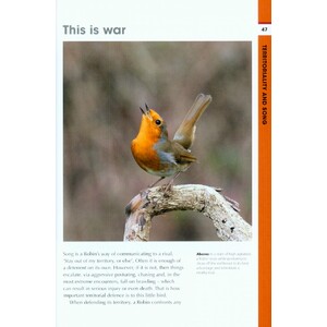 RSPB SPOTLIGHT: ROBINS 3