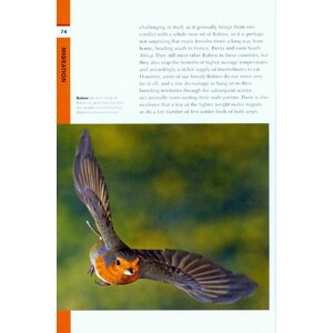 RSPB SPOTLIGHT: ROBINS 4