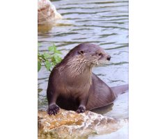 RSPB SPOTLIGHT: OTTERS 2