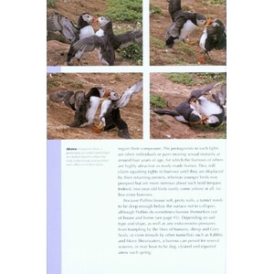 RSPB SPOTLIGHT: PUFFINS 3