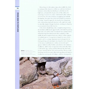 RSPB SPOTLIGHT: PUFFINS 4