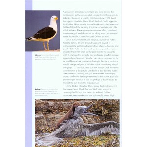 RSPB SPOTLIGHT: PUFFINS 5