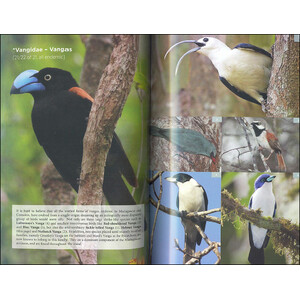 THE BIRDER'S GUIDE TO AFRICA 3