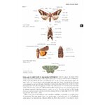 FIELD GUIDE TO THE MOTHS OF GREAT BRITAIN AND IRELAND 2