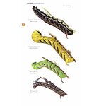 FIELD GUIDE TO THE MOTHS OF GREAT BRITAIN AND IRELAND 3