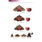 FIELD GUIDE TO THE MOTHS OF GREAT BRITAIN AND IRELAND 4