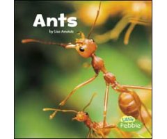 ANTS