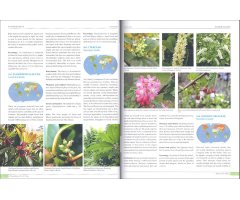 PLANTS OF THE WORLD. AN ILLUSTRATED ENCYCLOPEDIA OF VASCULAR PLANT FAMILIES_1
