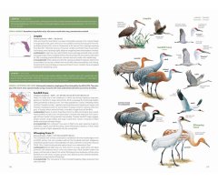 NATIONAL GEOGRAPHIC FIELD GUIDE TO THE BIRDS OF THE UNITED STATES AND CANADA 3