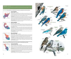 NATIONAL GEOGRAPHIC FIELD GUIDE TO THE BIRDS OF THE UNITED STATES AND CANADA 4