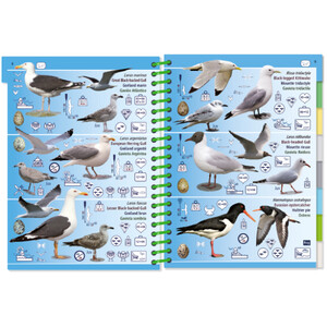 MARINE PICTOLIFE. LOW TIDE. MAREE BASSE. MAREA BAJA 3