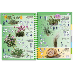 MARINE PICTOLIFE. LOW TIDE. MAREE BASSE. MAREA BAJA 4