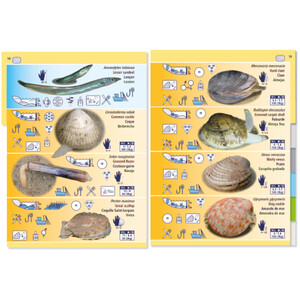 MARINE PICTOLIFE. LOW TIDE. MAREE BASSE. MAREA BAJA 5