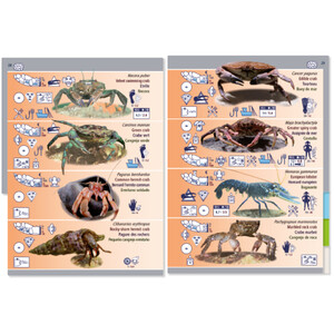 MARINE PICTOLIFE. LOW TIDE. MAREE BASSE. MAREA BAJA 6