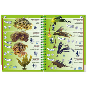 MARINE PICTOLIFE. LOW TIDE. MAREE BASSE. MAREA BAJA 7