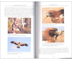 EL ÁGUILA CALZADA 2