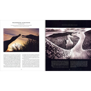 A BIRD PHOTOGRAPHER'S DIARY 3