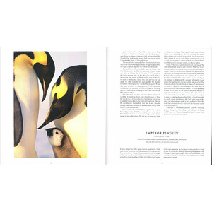 A BIRD PHOTOGRAPHER'S DIARY 4