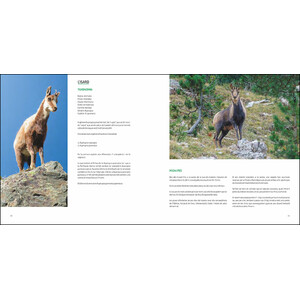 L'ISARD. EL VIGILANT DELS CIMS 2