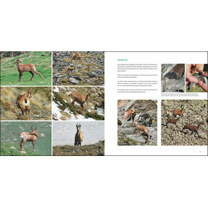 L'ISARD. EL VIGILANT DELS CIMS 3