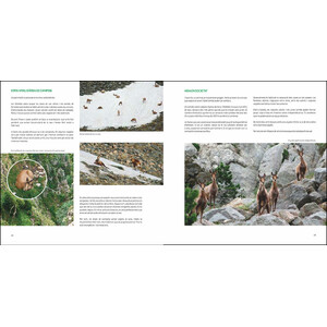 L'ISARD. EL VIGILANT DELS CIMS 4