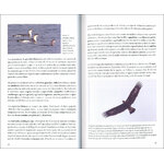 CUÁNDO Y DÓNDE VER AVES EN CANTABRIA. PROPUESTAS MES A MES PARA FAMILIAS, AFICIONADOS Y EXPERTOS 2