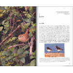 CUÁNDO Y DÓNDE VER AVES EN CANTABRIA. PROPUESTAS MES A MES PARA FAMILIAS, AFICIONADOS Y EXPERTOS 3