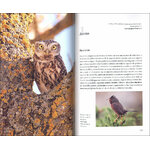 CUÁNDO Y DÓNDE VER AVES EN CANTABRIA. PROPUESTAS MES A MES PARA FAMILIAS, AFICIONADOS Y EXPERTOS 4