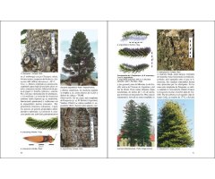ÁRBOLES NATIVOS E INTRODUCIDOS EN PATAGONIA/ NATIVE AND INTRODUCED TREES IN PATAGONIA 2