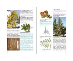 ÁRBOLES NATIVOS E INTRODUCIDOS EN PATAGONIA/ NATIVE AND INTRODUCED TREES IN PATAGONIA 3